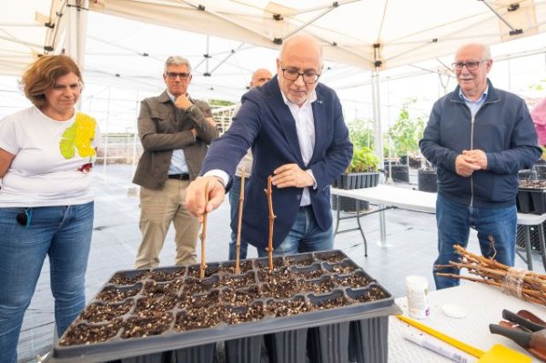 El Cabildo de Gran Canaria pone en marcha el primer vivero multiplicador de viña de Canarias para fortalecer el cultivo y la calidad de los vinos