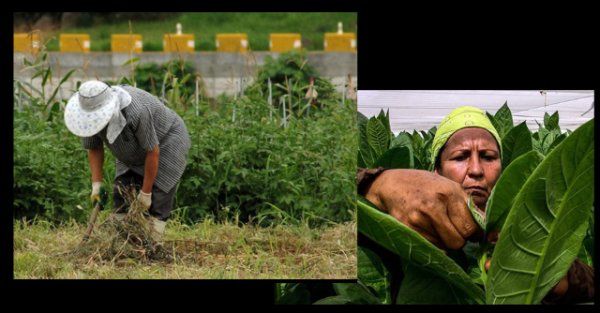 Cooperación y desarrollo. Sector primario. Agricultura y Economía (II)
