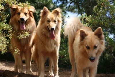 El Gobierno de Canarias modifica el prototipo racial del Pastor Garafiano