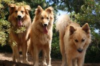 El Gobierno de Canarias modifica el prototipo racial del Pastor Garafiano