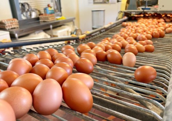 Se convocan ayudas del POSEI a la producci&oacute;n local de huevos de gallina por valor de 315.050 euros