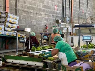 La Gomera: El Cabildo cierra este viernes el plazo para acogerse a los incentivos dirigidos al fomento del sector primario