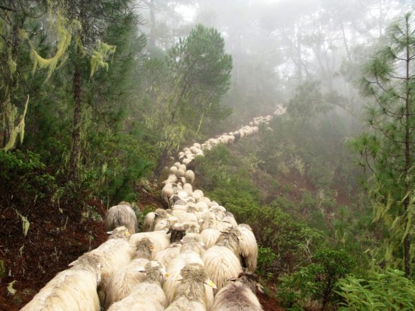 Patrimonio Cultural difunde las últimas investigaciones sobre la transhumancia y el pastoreo en Canarias
