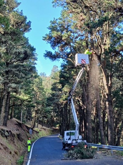 El Cabildo licita por 11,7 millones de euros el mantenimiento del arbolado junto a las carreteras de la red insular