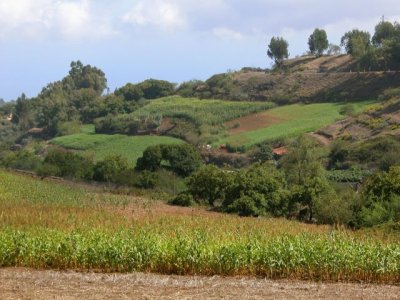 El Gobierno de Canarias convoca ayudas del POSEI a cultivos forrajeros para alimentaci&oacute;n animal por 225.000 euros