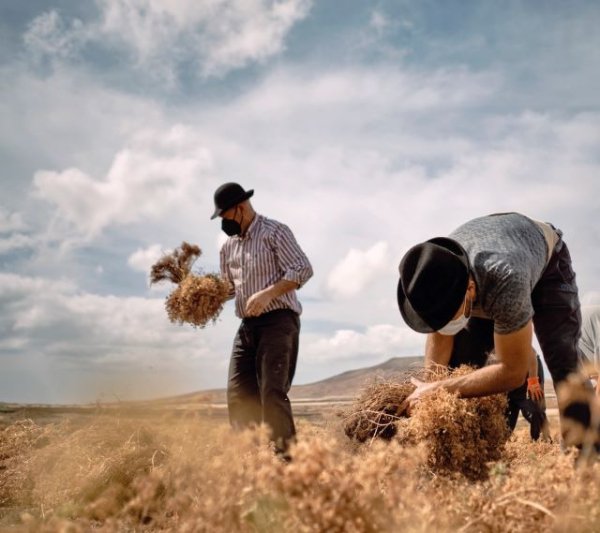 Patrimonio Cultural presenta un libro sobre el singular patrimonio agrícola de Lanzarote