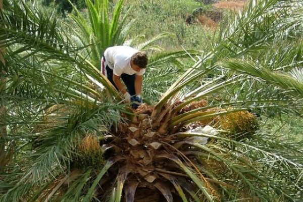 El Cabildo promueve junto a Aider una jornada dedicada a la cultura de la palma