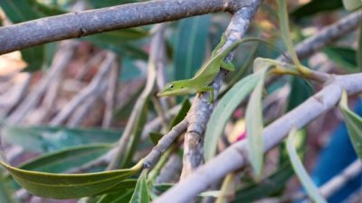 Transici&oacute;n Ecol&oacute;gica y el Cabildo de Tenerife capturan m&aacute;s de 1.500 ejemplares de anolis verde
