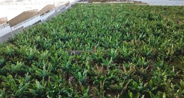 Las plataneras de Canarias producen innovación