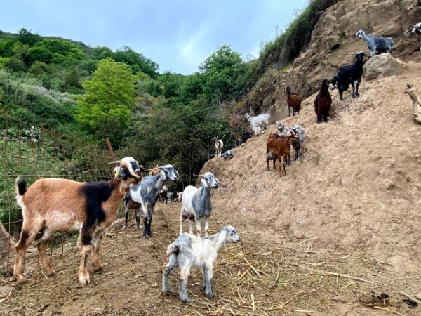 El municipio de Valleseco fomenta el bienestar animal a través del servicio de veterinaria