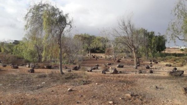 Contigo Fuerteventura denuncia el abandono de las zonas verdes del Municipio de Puerto del Rosario
