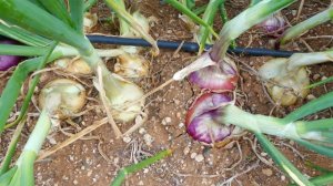 La cebolla tradicional de G&aacute;ldar se apunta al futuro con una aplicaci&oacute;n m&oacute;vil que optimiza el riego de 10 hect&aacute;reas en G&aacute;ldar y Agaete