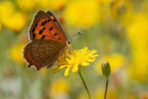 Transición Ecológica celebrará el Día del Medio Ambiente con unas jornadas sobre biodiversidad
