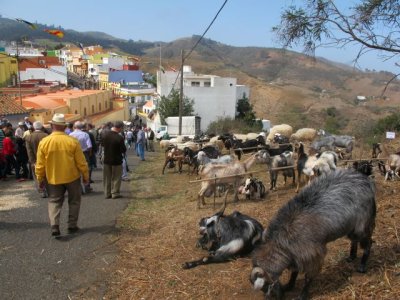 Gu&iacute;a: La primera Feria de Ganado en la Comarca Norte se celebra ma&ntilde;ana durante las fiestas de San Jos&eacute;, en Monta&ntilde;a Alta, con cerca de 100 ejemplares