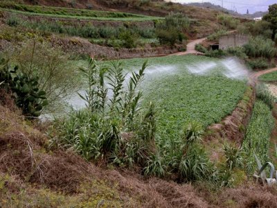 Canarias destina 8 millones de euros en ayudas para abaratar los sobrecostes del agua de riego agr&iacute;cola