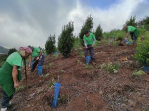 Foresta planta 4.000 ejemplares autóctonos gracias al proyecto Emplea Verde Gran Canaria