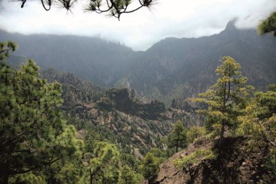 Transici&oacute;n Ecol&oacute;gica saca a consulta p&uacute;blica previa la propuesta de la Ley de Montes de Canarias