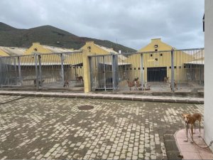 El Albergue Insular de Animales duplica el número de operaciones de esterilización