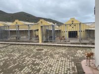 El Albergue Insular de Animales duplica el n&uacute;mero de operaciones de esterilizaci&oacute;n