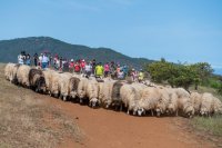 G&aacute;ldar pone en valor el trabajo de los pastores y queseros de sus Altos