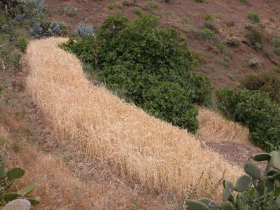 Agricultura destina m&aacute;s de 200.000 euros a 228 productores de cultivos forrajeros