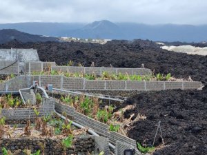 Los productores de plátano afectados por el volcán estarán exentos del mínimo del 70% de comercialización