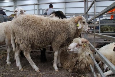 El Gobierno regional destina 735.000 euros a 19 agrupaciones de defensa sanitaria ganadera de Canarias