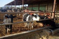 El Gobierno de Canarias dispone de 548.000 euros para eficiencia energ&eacute;tica de explotaciones agropecuarias