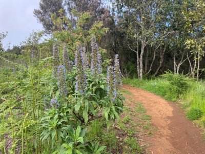 Ruta de senderismo por la laurisilva de Valleseco