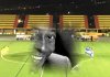 F&uacute;tbol 1&ordf; regional: (0-2) Nueva derrota del San Isidro en casa para finalizar el a&ntilde;o, esta vez ante el Costa Ayala