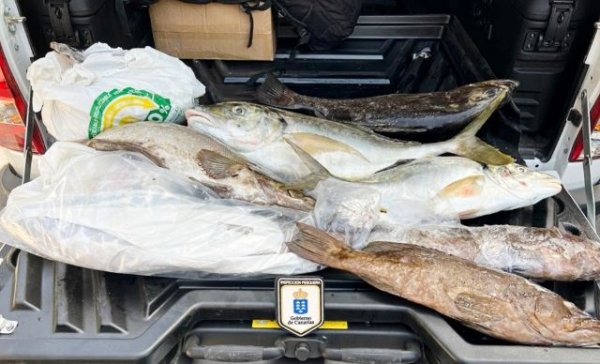 Levantan acta contra unos individuos que intentaban transportar casi 38 kilos de pescado más de lo permitido
