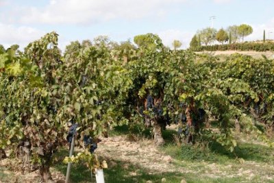 UPA alerta de una &ldquo;grave crisis&rdquo; en el sector del vino y propone un paquete de medidas urgentes