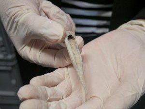 Patrimonio Cultural devolver&aacute; los materiales arqueol&oacute;gicos depositados en la ULL a sus islas de origen