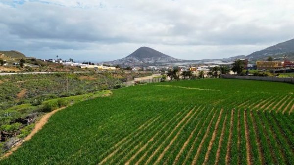 Los productores de la Cebolla tradicional de G&aacute;ldar celebran sus primeras jornadas t&eacute;cnicas para optimizar el cultivo de este producto