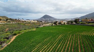 Los productores de la Cebolla tradicional de G&aacute;ldar celebran sus primeras jornadas t&eacute;cnicas para optimizar el cultivo de este producto