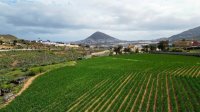 Los productores de la Cebolla tradicional de G&aacute;ldar celebran sus primeras jornadas t&eacute;cnicas para optimizar el cultivo de este producto