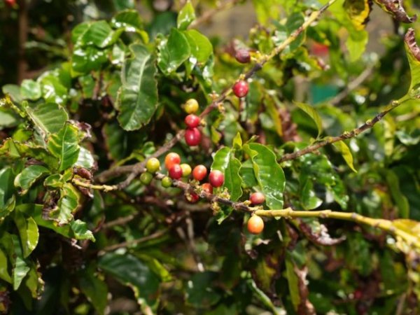 El Gobierno de Canarias eleva a la Comisi&oacute;n Europea el expediente para el registro de la IGP &lsquo;Caf&eacute; de Agaete&rsquo;