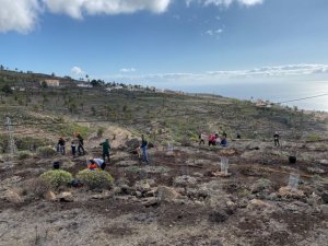 La Gomera: El Cabildo elabora un programa de actividades con motivo del Día insular del Árbol