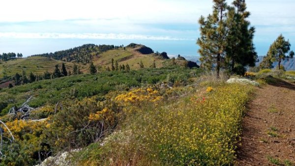 Valleseco descubre la primavera del sur de Gran Canaria con la ruta Pico de La Gorra&ndash;Monta&ntilde;a Las Tierras