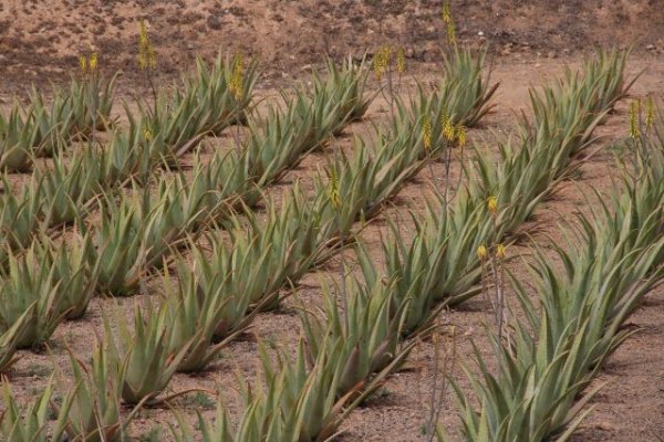 La Consejería concede ayudas a 37 productores de aloe vera y olivo