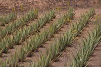 La Consejer&iacute;a concede ayudas a 37 productores de aloe vera y olivo