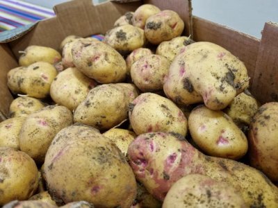 Agricultura impulsa la comercializaci&oacute;n de fruta, flores y papa de mesa con una ayuda valorada en 24,3 millones