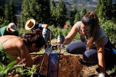 Gran Canaria celebra el Día del Árbol con unas jornadas de reforestación en el Montañón Negro