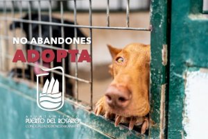 Puerto del Rosario: Bienestar Animal pide colaboraci&oacute;n ciudadana para fomentar la adopci&oacute;n de perros de la Perrera municipal