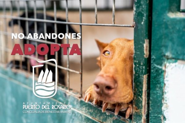 Puerto del Rosario: Bienestar Animal pide colaboración ciudadana para fomentar la adopción de perros de la Perrera municipal