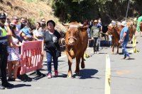Valleseco: Madrelagua vive su d&iacute;a grande con la Feria de Ganado