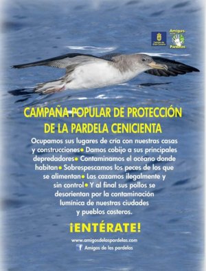 Empieza la Campaña Popular de Protección de la Pardela Cenicienta (Vídeo)