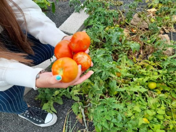 Seis centros educativos consiguen el reconocimiento del concurso de Huertos Escolares Ecol&oacute;gicos