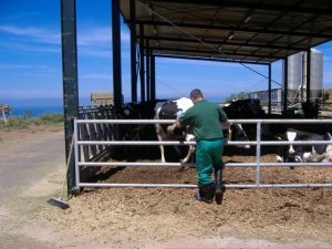 La Consejería abre el plazo para las ayudas destinadas a la indemnización por el sacrificio obligatorio de animales