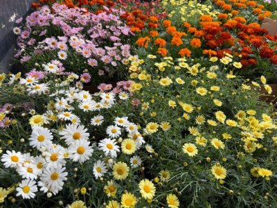La Aldea de San Nicolás mejora sus espacios públicos con la plantación de flor de temporada
